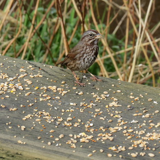 This little song bird was grateful for the seeds our ramblers provide.