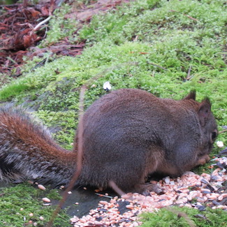 Hsquirrel